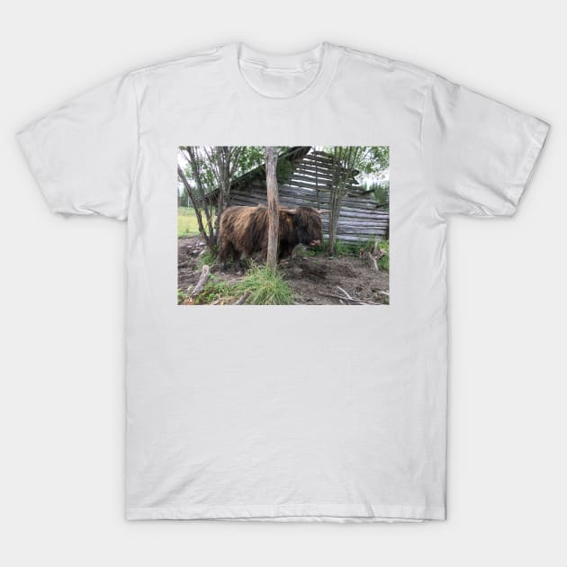 Scottish Highland Cattle Bull 1462 T-Shirt by SaarelaHighland